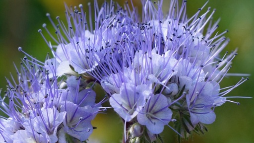 Фацелія, 500 г (ЛАН)