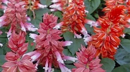 Аморе, суміш 50 шт (ЛАН)