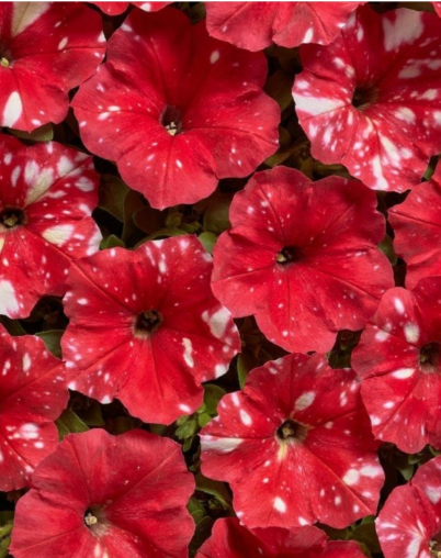 Дот Стар F1 Ред, червона з плямами, 50 шт драже